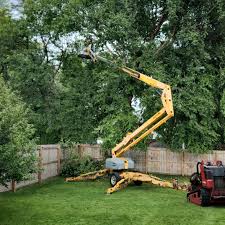 Best Tree Removal  in Ken Caryl, CO