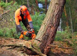 Best Fruit Tree Pruning  in Ken Caryl, CO