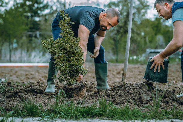 Ken Caryl, CO Tree Care Services Company