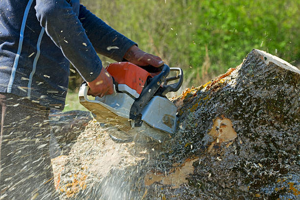 Best Arborist Consultation Services  in Ken Caryl, CO